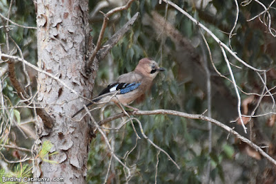 Gaig (Garrulus glandarius)