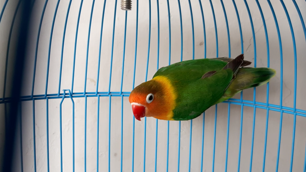 38++ Harga burung lovebird mangsi 2019 terbaru