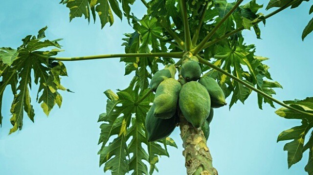 Papaya-Leaves-Uses-Benefits