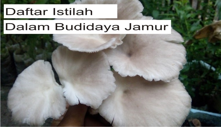 Benang-benang halus berwarna putih yang terdapat pada jamur disebut