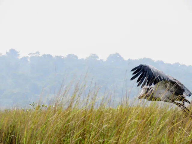 Shoebill flying over Mabamba Swamp in Uganda