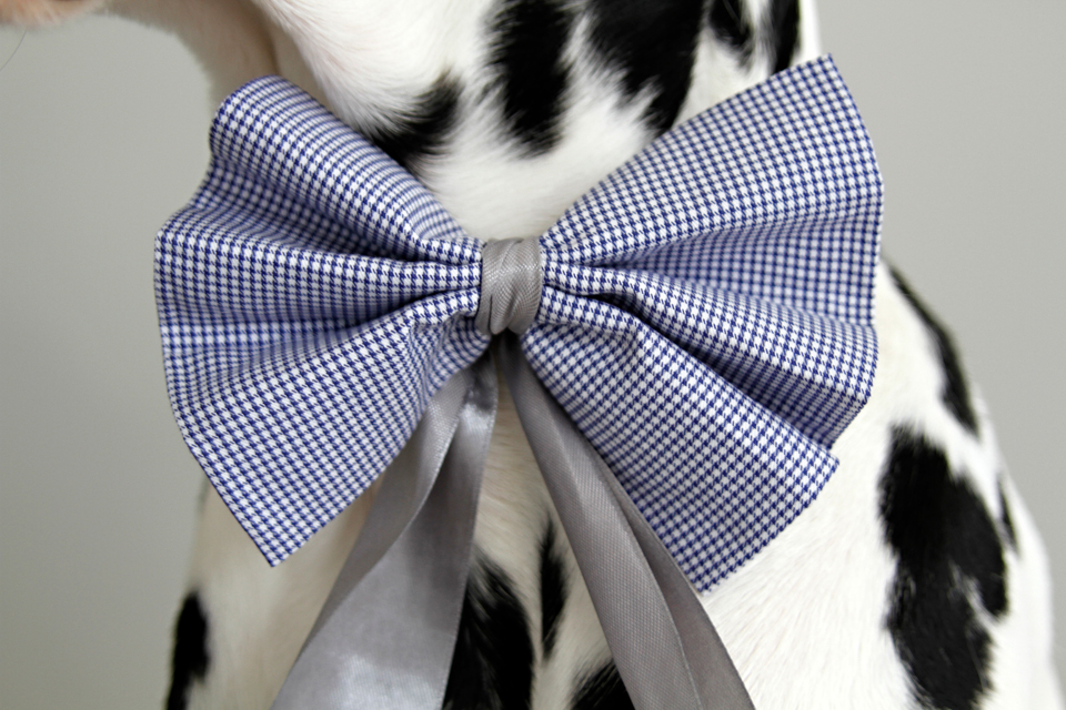 Dalmatian DIY No Sew DIY Dog Bows And Bow Ties Dalmatian DIY No Sew DIY Dog Bows And Bow Ties