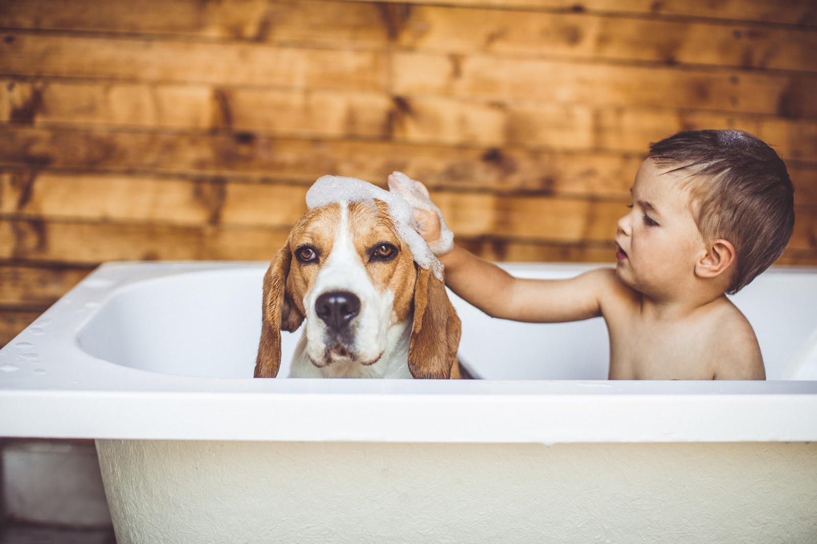 New York Plumbing and Sewer Rooter Tips You'll Need For Dog Bathing