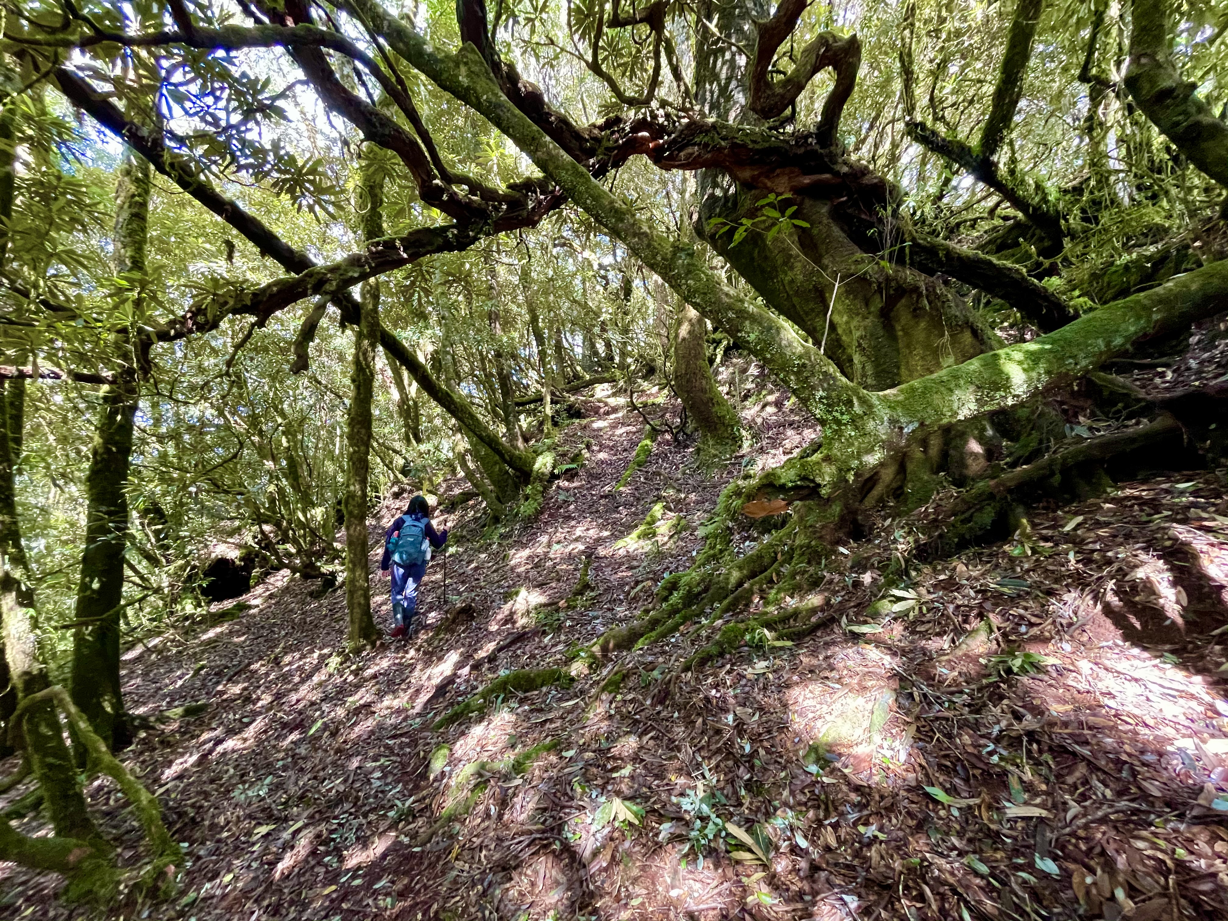 玉里山登山路線林間的陽光
