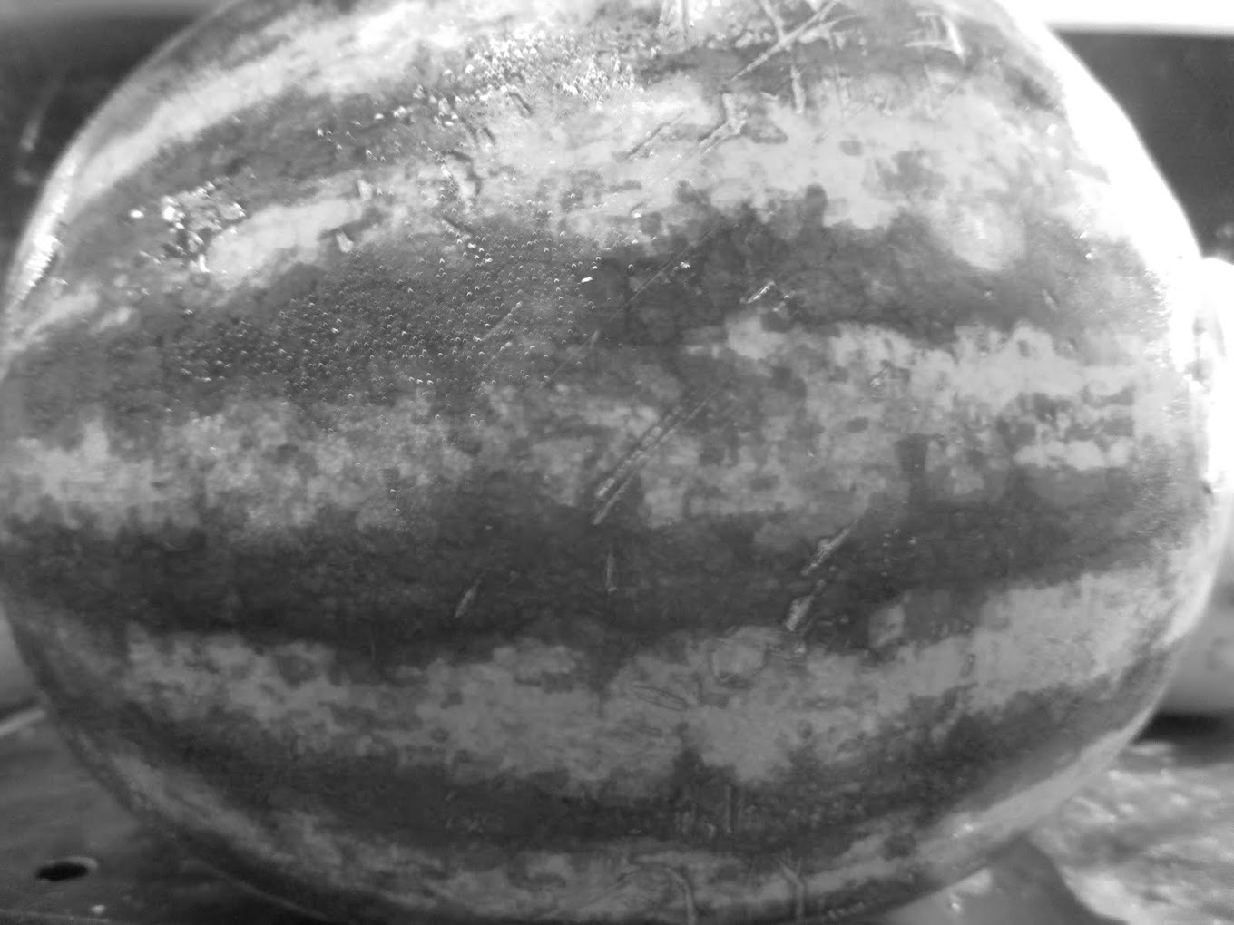 .CA - WATERMELON  -  watermelon for sale - new orleans - LA / USA - 2016
