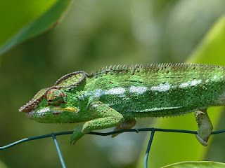 Furcifer pardalis - Caméléon panthère - Endormi Furcifer pardalis - Caméléon panthère - Endormi