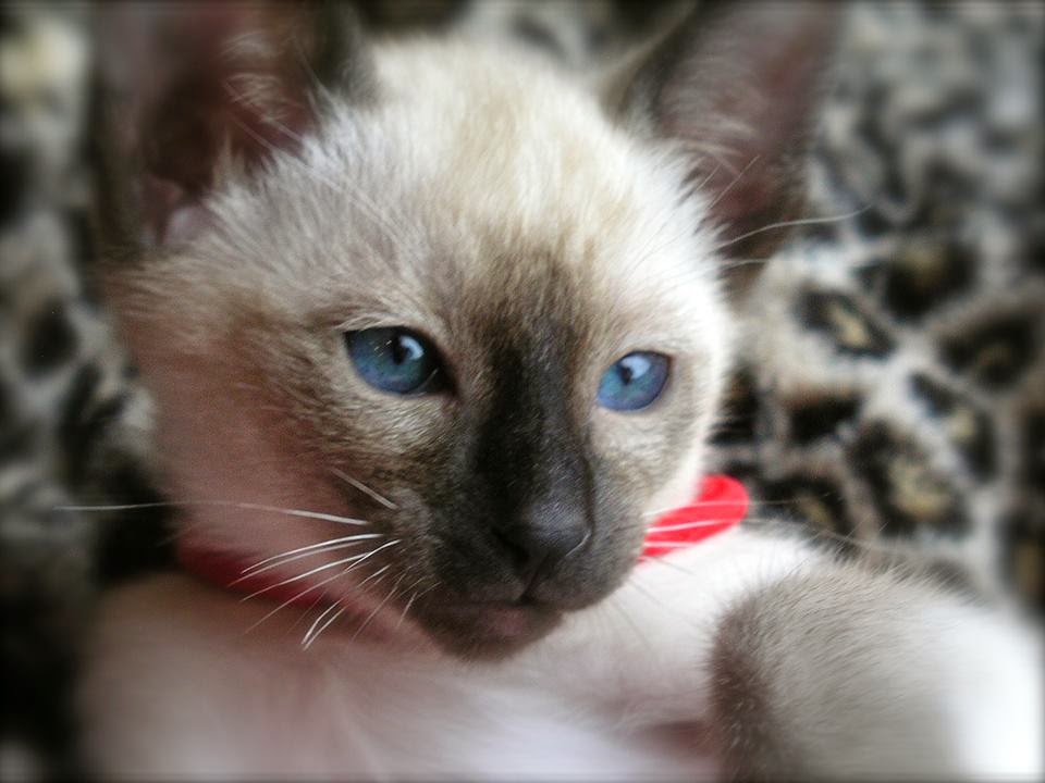 Seal Point Siamese girl from Carolina Blues