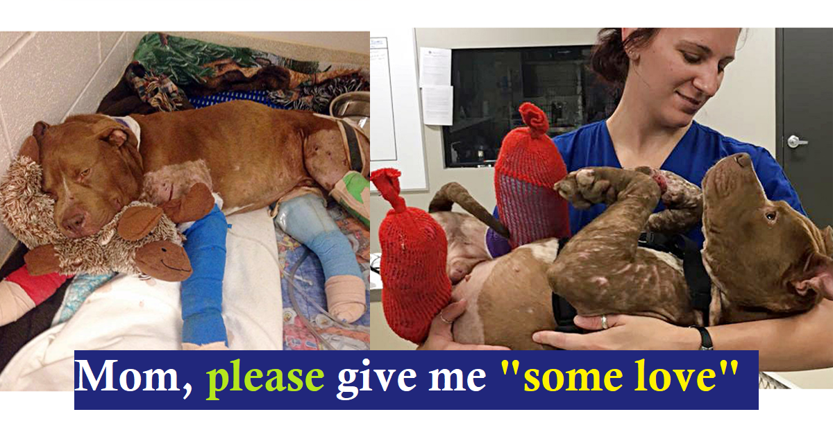 Injured Puppy Gets His First Warm Bath After Being Rescued From Dog