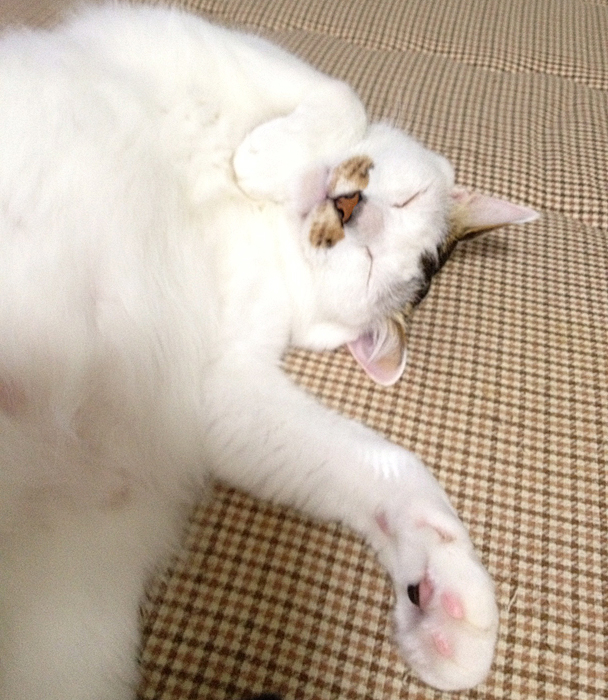 有名な 猫 後ろ足 引きずる 画像ブログ