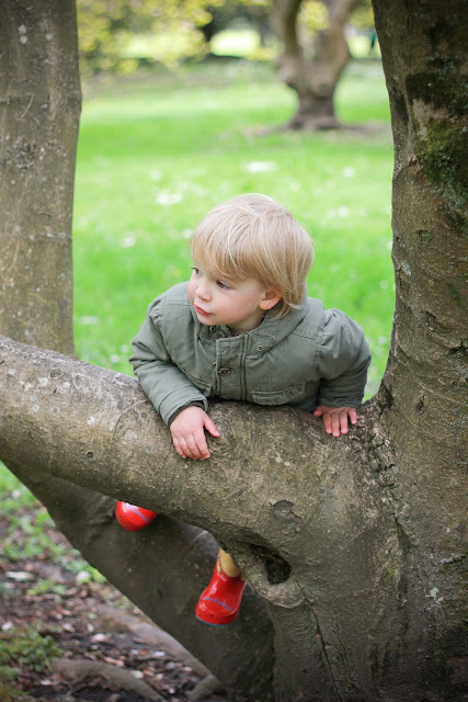 toddler climbing a tree