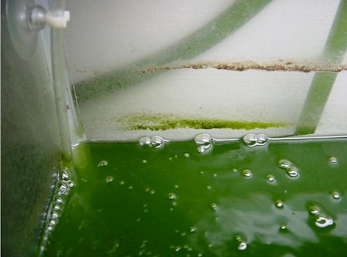 Зеленые воды последствия. Пузыри в зеленой жидкости. Задние воды зеленые. Зелёные воды последствия. Зеленоватая вода.