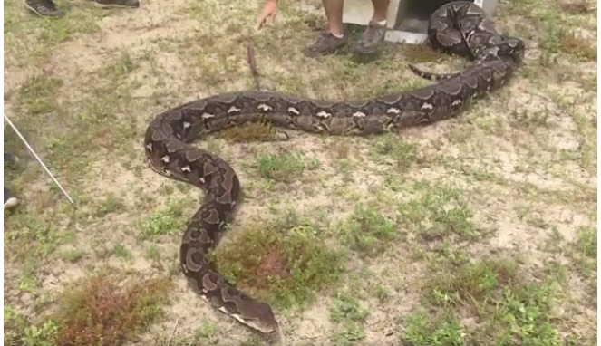 Berburu Ular Piton Di Sini Anda Akan Dibayar Hingga Milyaran