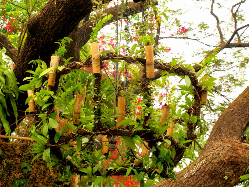 Andrea's Plants, Photos and Travels: Philippines Horticulture Show 2013