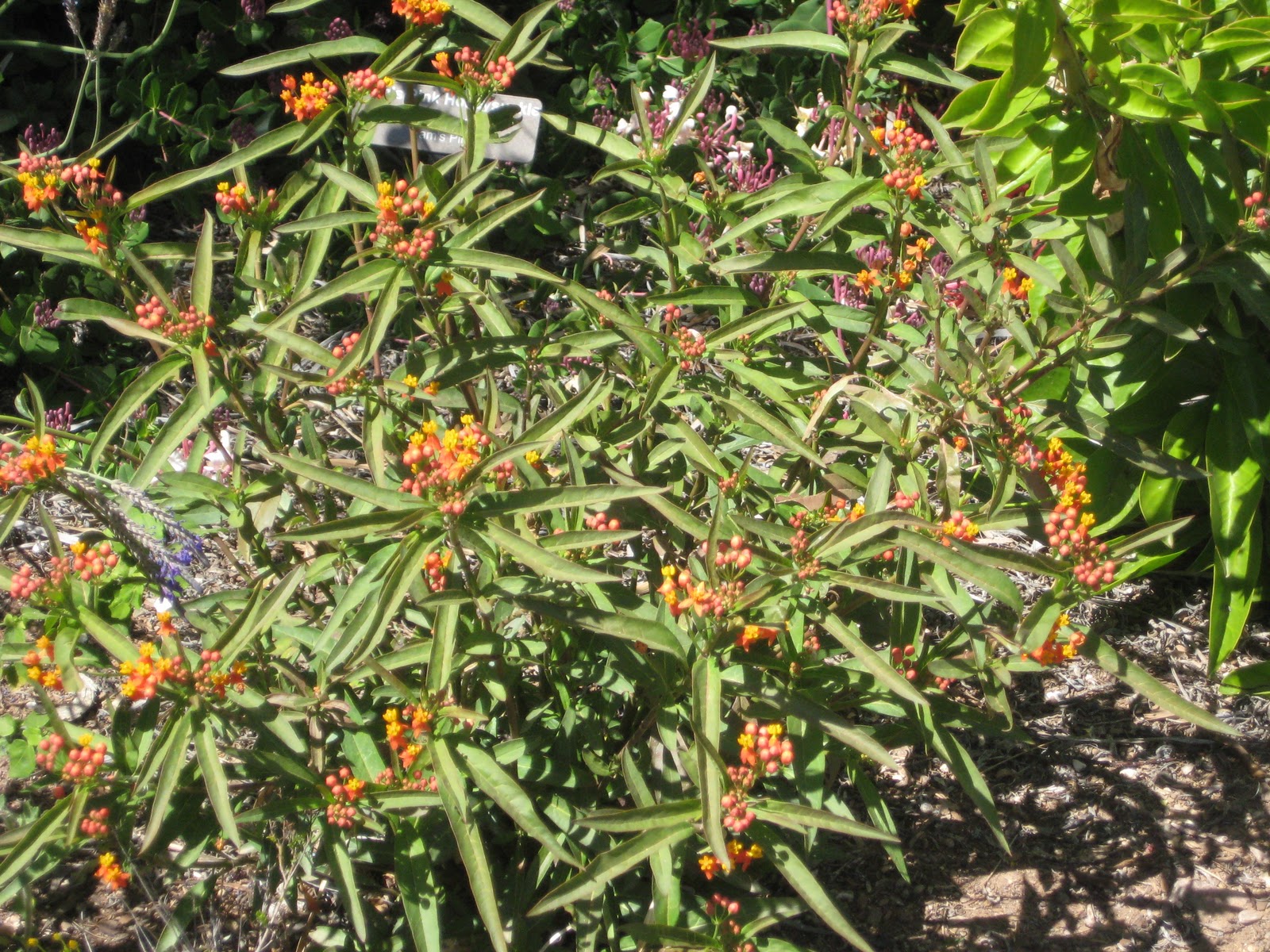 Monarchs in the Desert Milkweed Fall Plant Sale Check List