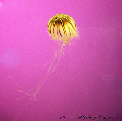 Japanese Sea Nettle Jelly Fish Shedd Aquarium