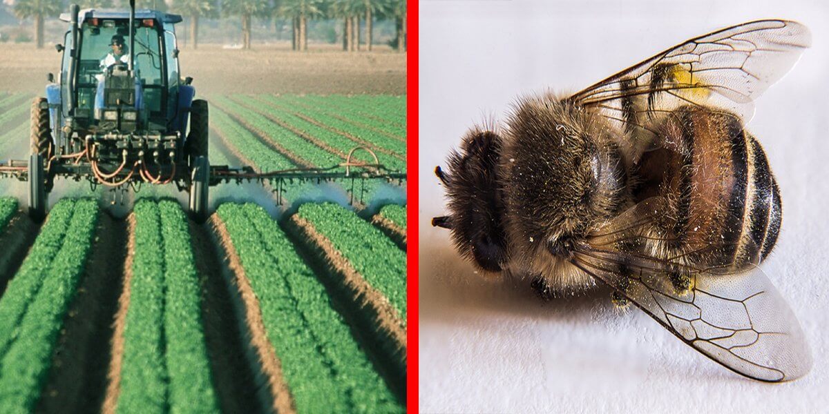 EU Bans Controversial Pesticides That Are Sprayed On Fields To Save Bees