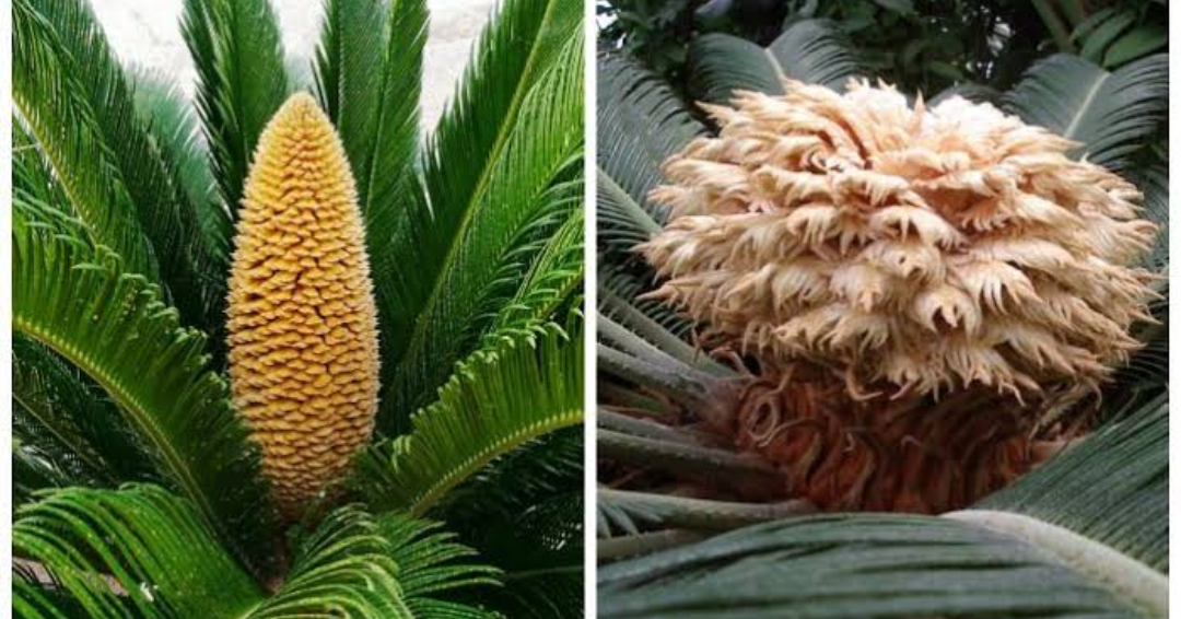 Difference between a male palm tree and a female plam tree