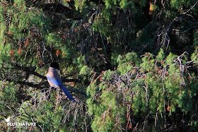 Rabilargo ibérico (Cyanopica cooki) con el color azul de las plumas de la cola y las alas.