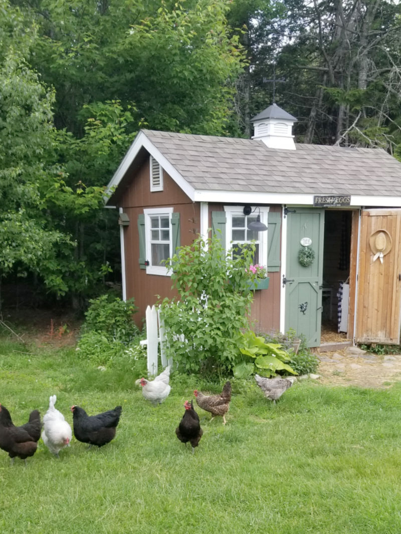 Choosing the Best Location for your Backyard Chicken Coop Fresh Eggs