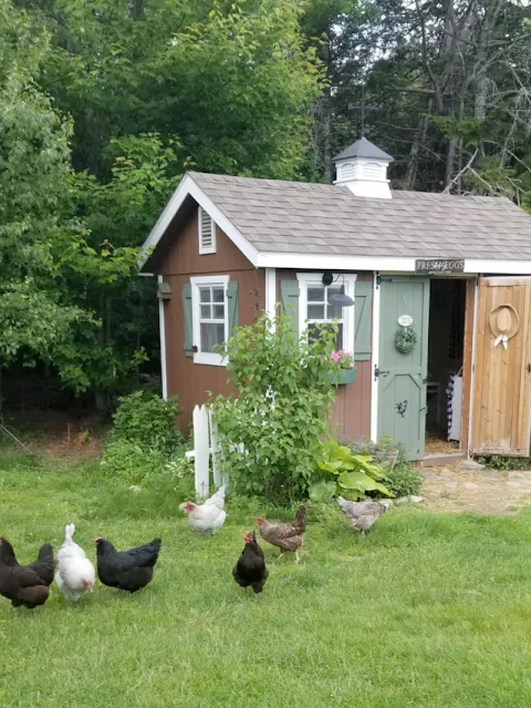 Chickens in front of coop