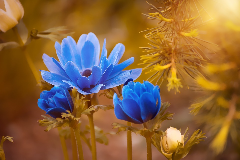anemone 2396299 960 720 1