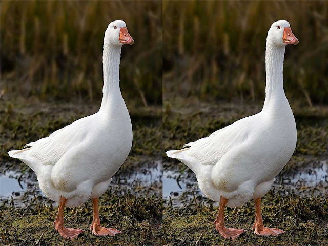 domestic goose, domestic white goose, domestic goose behavior
