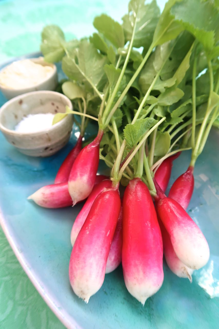 Scrumpdillyicious French Breakfast Radishes Home Grown Goodness