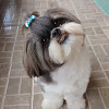 Onde deixar meu Shih Tzu quando eu viajar?