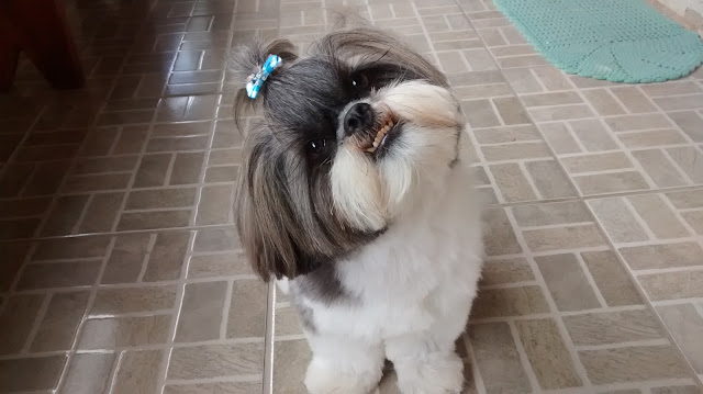 shih tzu quando eu viajar?