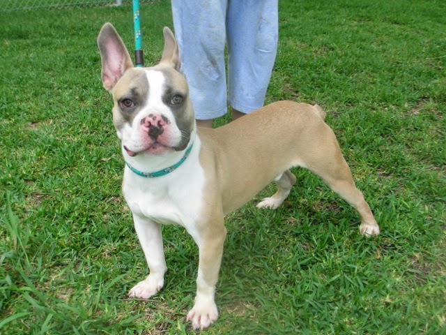 French Bulldog Boston Terrier Mix Needs Home New Orleans