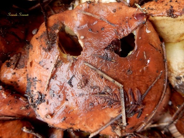 Suillus luteus - Fungo pinarolo per l'antivigilia di Halloween