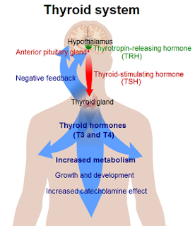Thyroid Hormones | Careers-Biotech