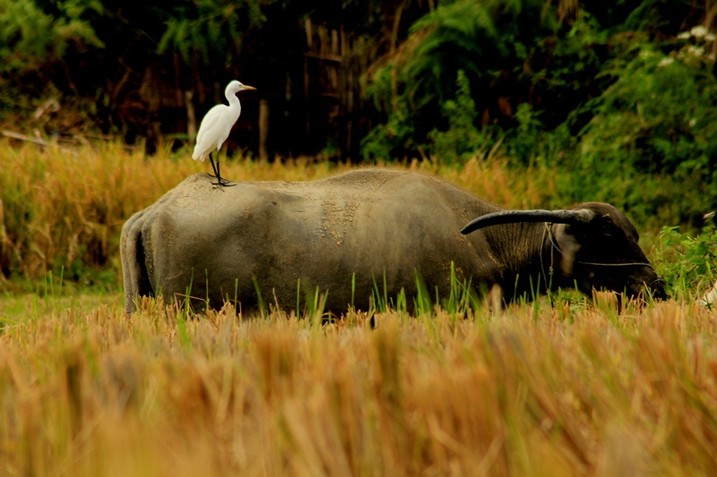 Maya Cinta Ipa Sd Simbiosis