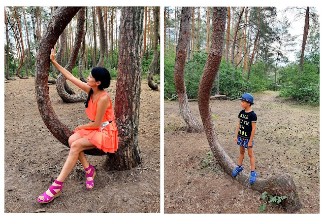 Krzywy Las jak powstał jak dojechać - pomnik przyrody - Gryfino - Nowe Czarnowo - zachodnipomorskie - Polska z dzieckiem - podróże z dzieckiem - aktywnie z dzieckiem