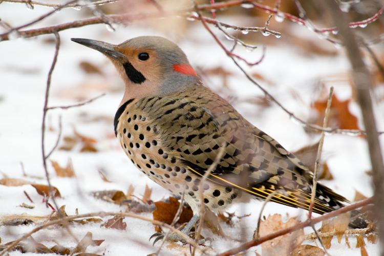 Las 7 aves estatales más notables de los EEUU.