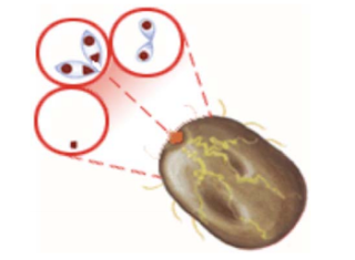 Babesia dibujo de un Garrapata con babesia