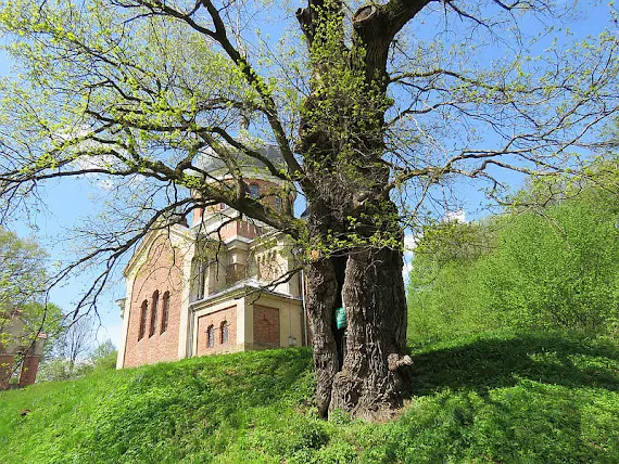 Dąb Jagiellon Pomnik przyrody Dąb Jagiellon w Rzepniku