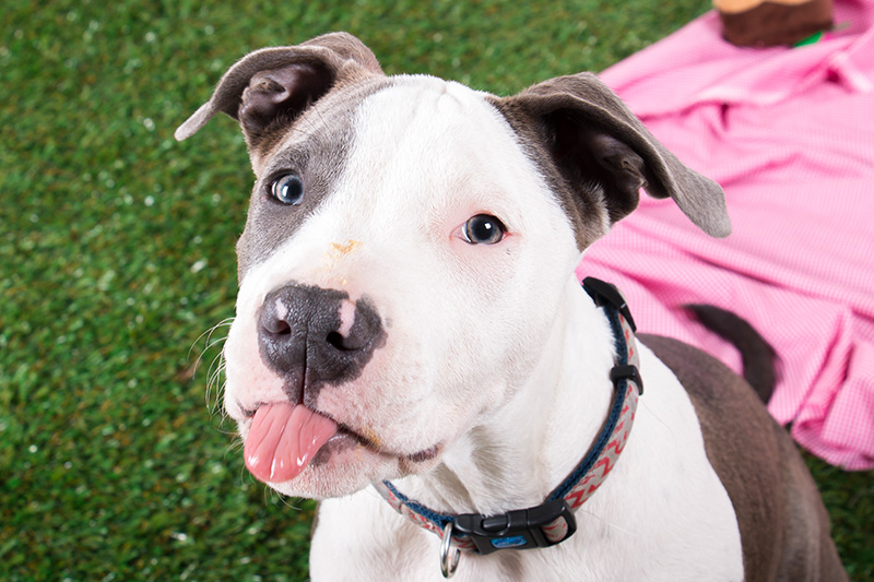 RSPCA Cupcake Day 2017 August 21 Australian Dog Lover