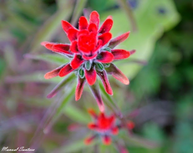 Kuelap, flora Kuelap, flora