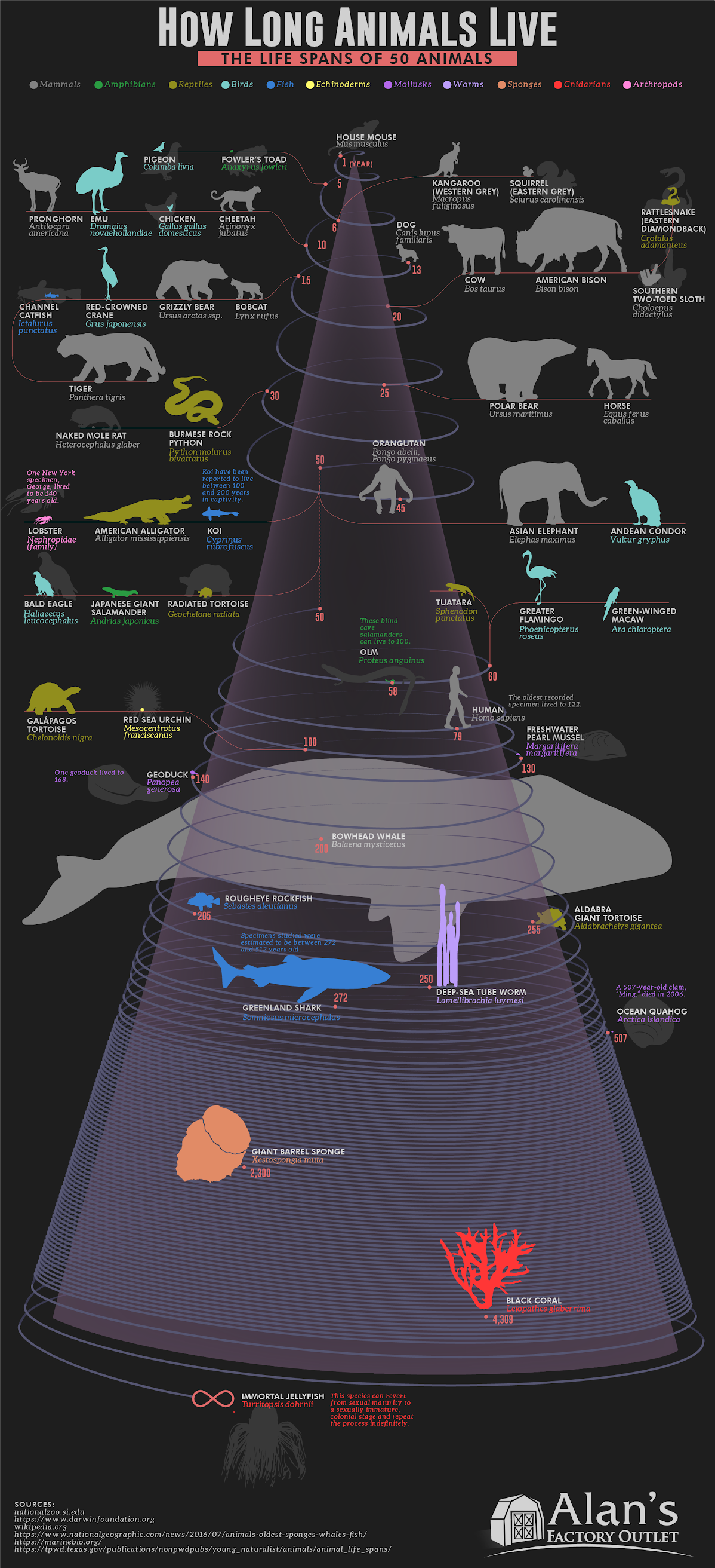  How Long Animals Live: The Life Spans of 50 Animals infographic