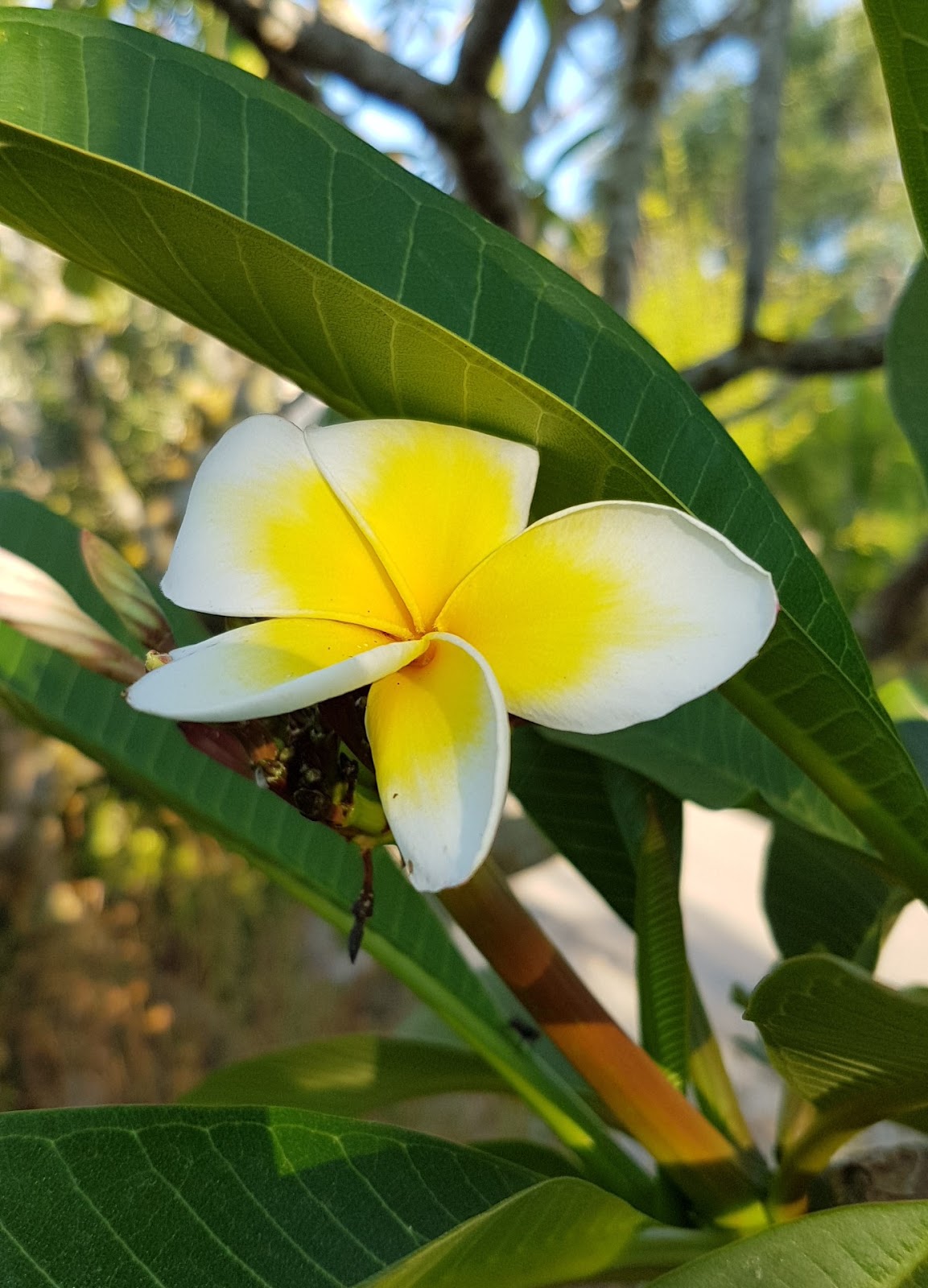 the smell of frangipani