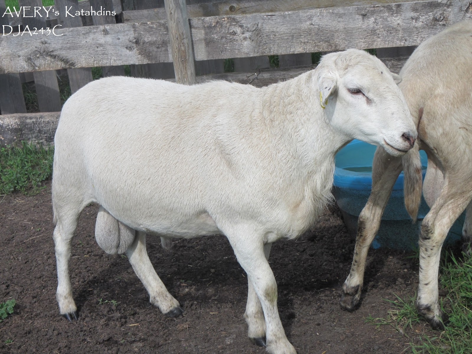 AVERY's KATAHDIN SHEEP Rams For Sale = Registration 's
