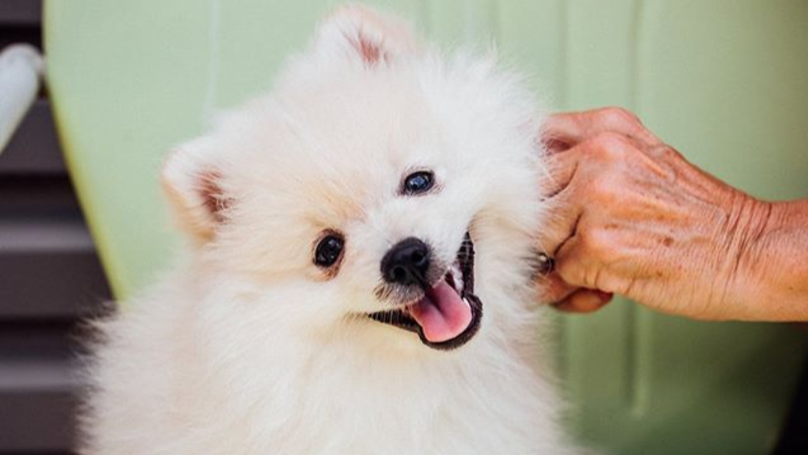 Getting Paid $100 Per Hour To Pet Dogs Is Possibly Our Favorite Dream Job