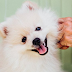 Getting Paid $100 Per Hour To Pet Dogs Is Possibly Our Favorite Dream Job