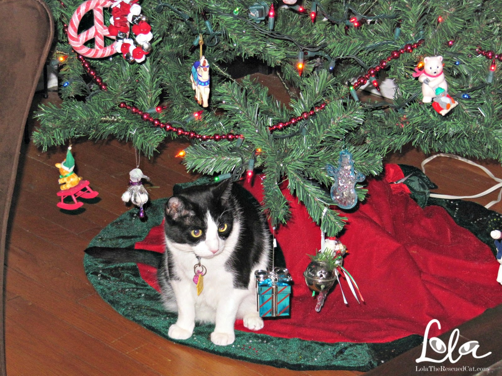 Christmas Is Coming! 6 Tips To Cat Proof Your Christmas Tree! Lola