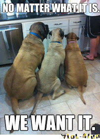 3 funny dogs want food