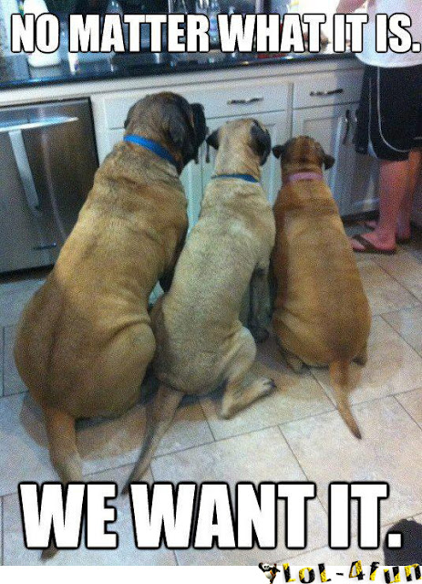 3 funny dogs want food