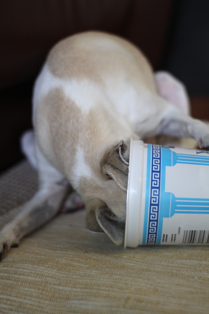 happyhazel HAPPY's DIY DOG TREAT & DIY DOG TOY!