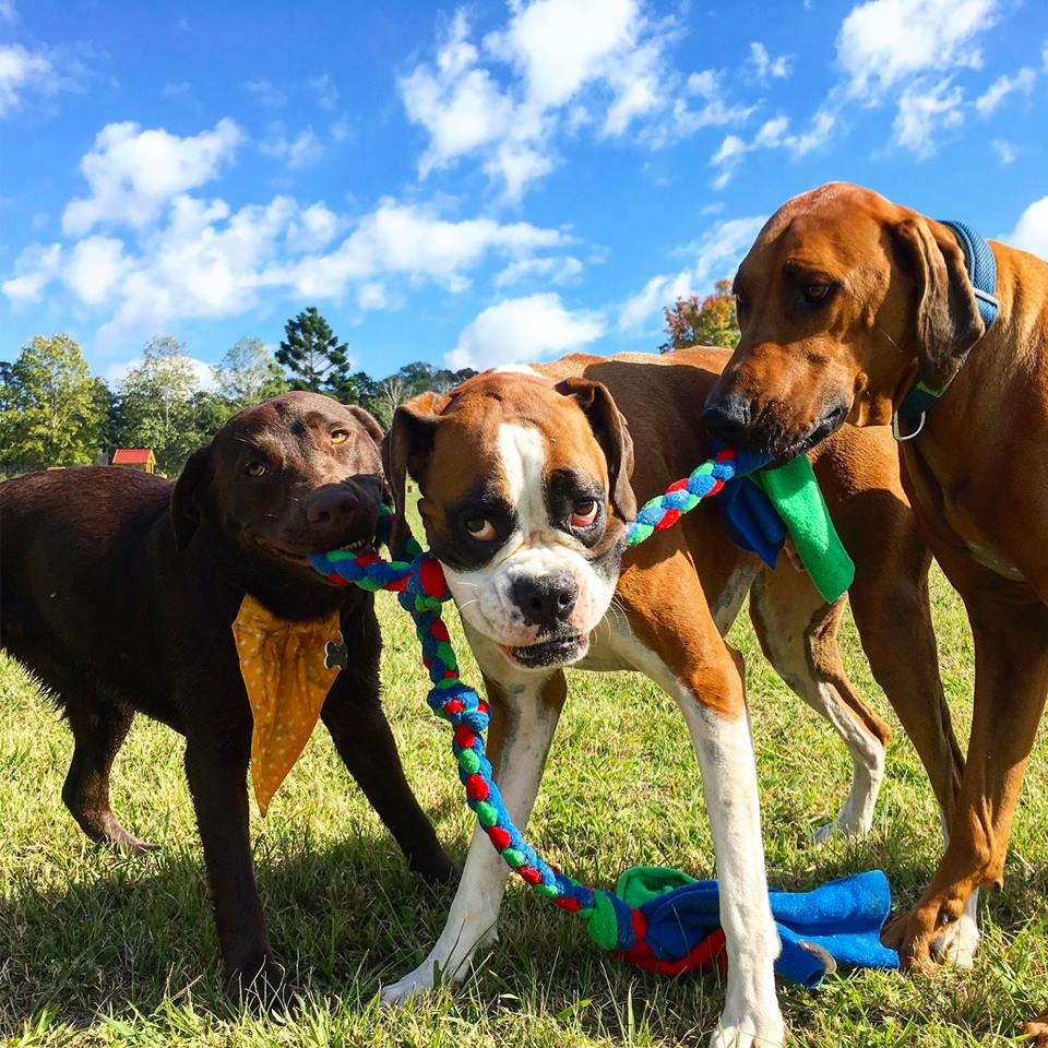 Doggy Daycare Farm Trips for Sydney Dogs Australian Dog Lover