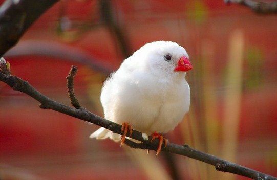 Habitat Dan Kumpulan Jenis Jenis Burung Gelatik Yang Ada Paling